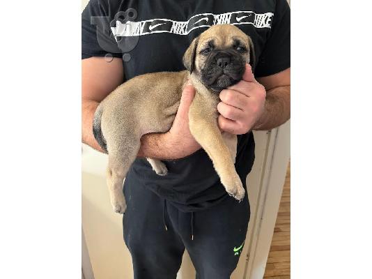 Κουτάβια Bullmastiff